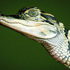 Alligator on Green by Jean Noren
