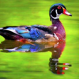 Almost Perfect Wood Duck by Jean Noren