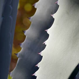 Aloe Abstract by Richard Reeve
