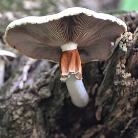 Amanita by Flees Photos