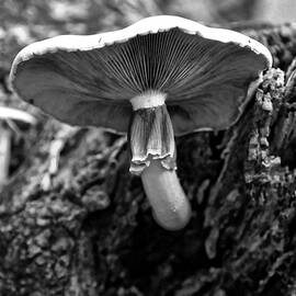 amanita Monochrome by Flees Photos