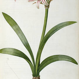 Amaryllis Vittata by Pierre Redoute