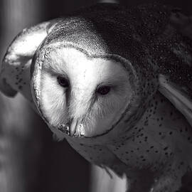 American Barn Owl Monochrome by Flees Photos