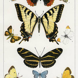 American Butterflies by Julius Bien