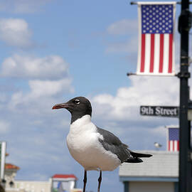 American Gull  by Richard Reeve