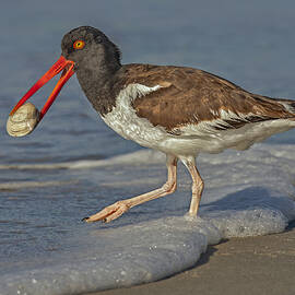 American Oystercatcher Grabs Breakfast by Susan Candelario