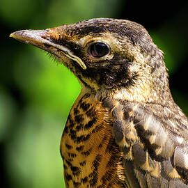 American Robin by Steven Ralser