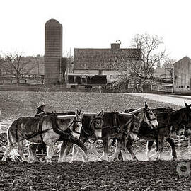 Amish Agriculture  by Olivier Le Queinec