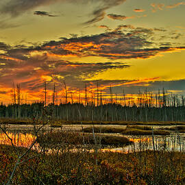 An November Sunset in the Pines by Louis Dallara