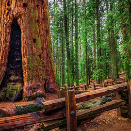 Ancient General Sherman Tree in Sequoia National Park by Miroslav Liska