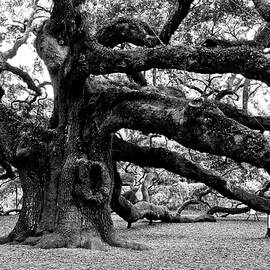 Angel Oak Tree 2009 Black and White by Louis Dallara