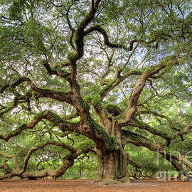Angel Oak Tree of Life by Dustin K Ryan