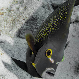 Angled Angel Fish by Jean Noren