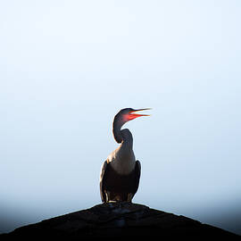 Anhinga by Ivo Kerssemakers