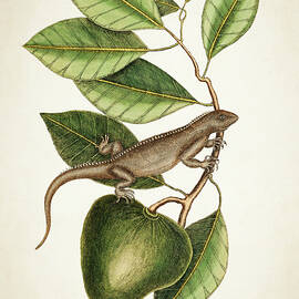 Anona Maxima Botanical  by Aged Pixel