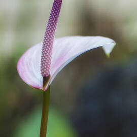 Anthurium In Purples by Bill and Linda Tiepelman