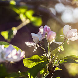 Apple Blossom by Georgia Clare