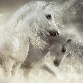 Arabian Horses Sandstorm by Shanina Conway