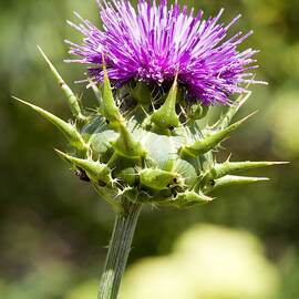 Artichoke Thistle 3 by Kelley King