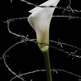 Arum Lilly surrounded by barbed wire by Sami Sarkis Photography