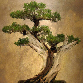 Asian Bonsai by Jessica Jenney