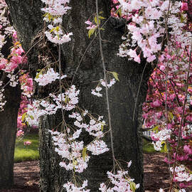 Asian Cherry in Bloom by Jessica Jenney