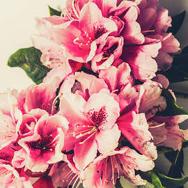 Asian floral Rhododendron flowers by Jorgo Photography