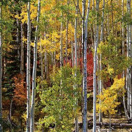 Aspen and Red Maple by Dan Norris
