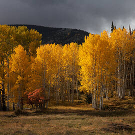 Aspen Glow by Dan Norris