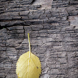 Aspen Leaf on Bark by Mary Lee Dereske