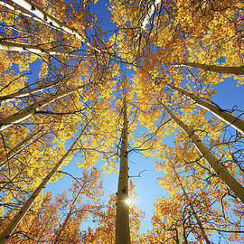 Aspen Tree Canopy 2 by Ron Dahlquist - Printscapes