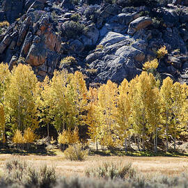 Aspens by Kelley King