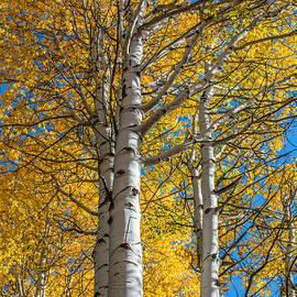 Aspens by Russell Wells