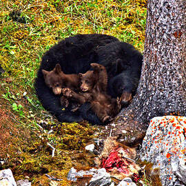 At Rest After A Jasper Feast by Adam Jewell
