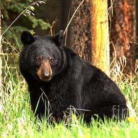 At Rest In Bow Valley by Adam Jewell