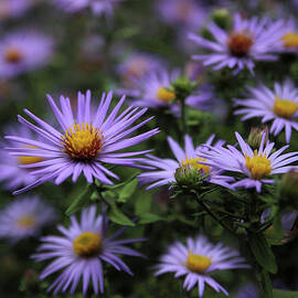 Autumn Asters by Jessica Jenney