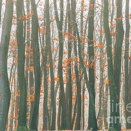 Autumn forest by Jelena Jovanovic