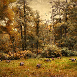 Autumn Grazing by Jessica Jenney