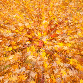 Autumn Leaves II by Clarence Holmes