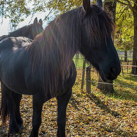 Autumn Ponies by Georgia Clare