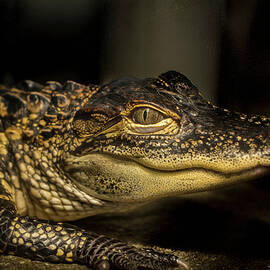 Baby alligator by Jean Noren