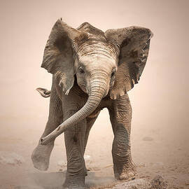Baby Elephant mock charging by Johan Swanepoel