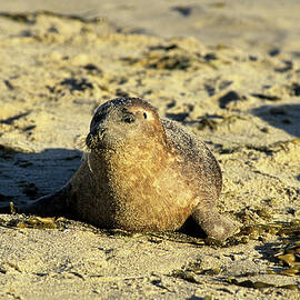 Baby seal in sand by David Shuler