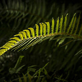 Backlit Firn by Jean Noren