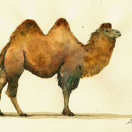Bactrian camel by Juan  Bosco
