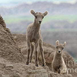 Badlands Curiosity by Adam Jewell
