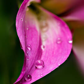 Balancing Act by Mary Jo Allen