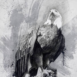 Bald Eagle Drawing by Steve Goad