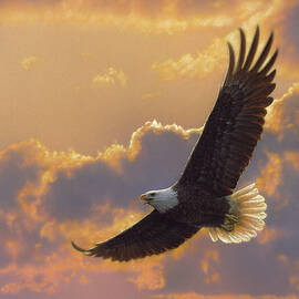 Bald Eagle - Soaring Spirit Metal Poster by Collin Bogle - Metal