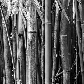 Bamboo Black and White by Kelley King